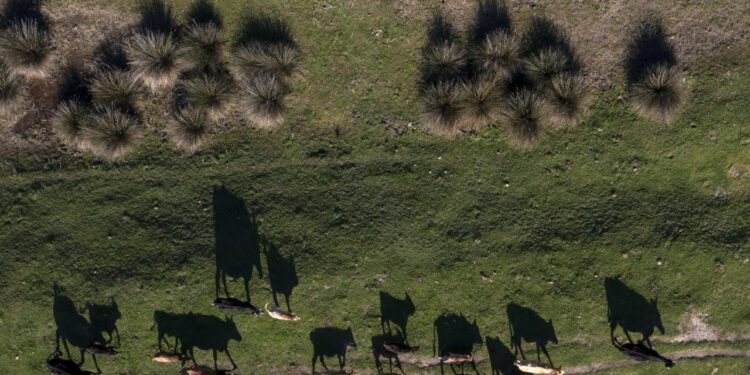 Slobodna Dalmacija – Strah i panika na jugu Dalmacije! Noću zavijaju oko kuća: ‘On je zaštićen, mi nismo. Tko će biti sljedeća žrtva?’
