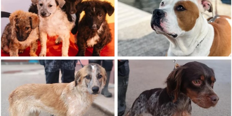 Slobodna Dalmacija – Zašto se ovo događa!? Zašto? Pa pogledajte ih, zar vam se srce ne slama? Dolores je vrlo mlada, a već je pokazala…