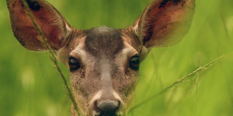 Stanovnici metroa u DC-u ljuti se zbog plana korištenja strijelaca za smanjenje populacije jelena