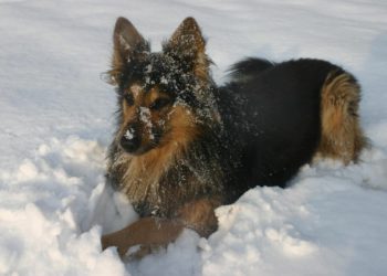 Tijekom ovih hladnih noći, ne držite pse vani na lancu, to je mučenje