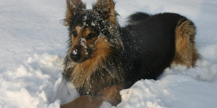 Tijekom ovih hladnih noći, ne držite pse vani na lancu, to je mučenje