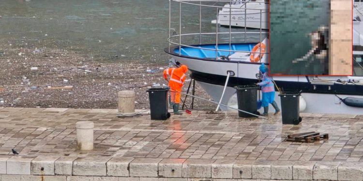 U moru su plutale ovca i krava