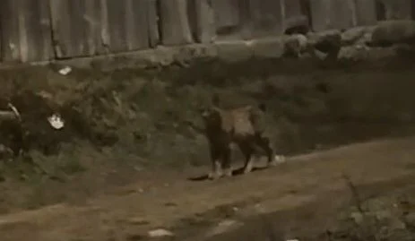 Divla Macka Ris VIDEO U Livnu snimljen ris, najveća europska divlja mačka - Vijesti ...