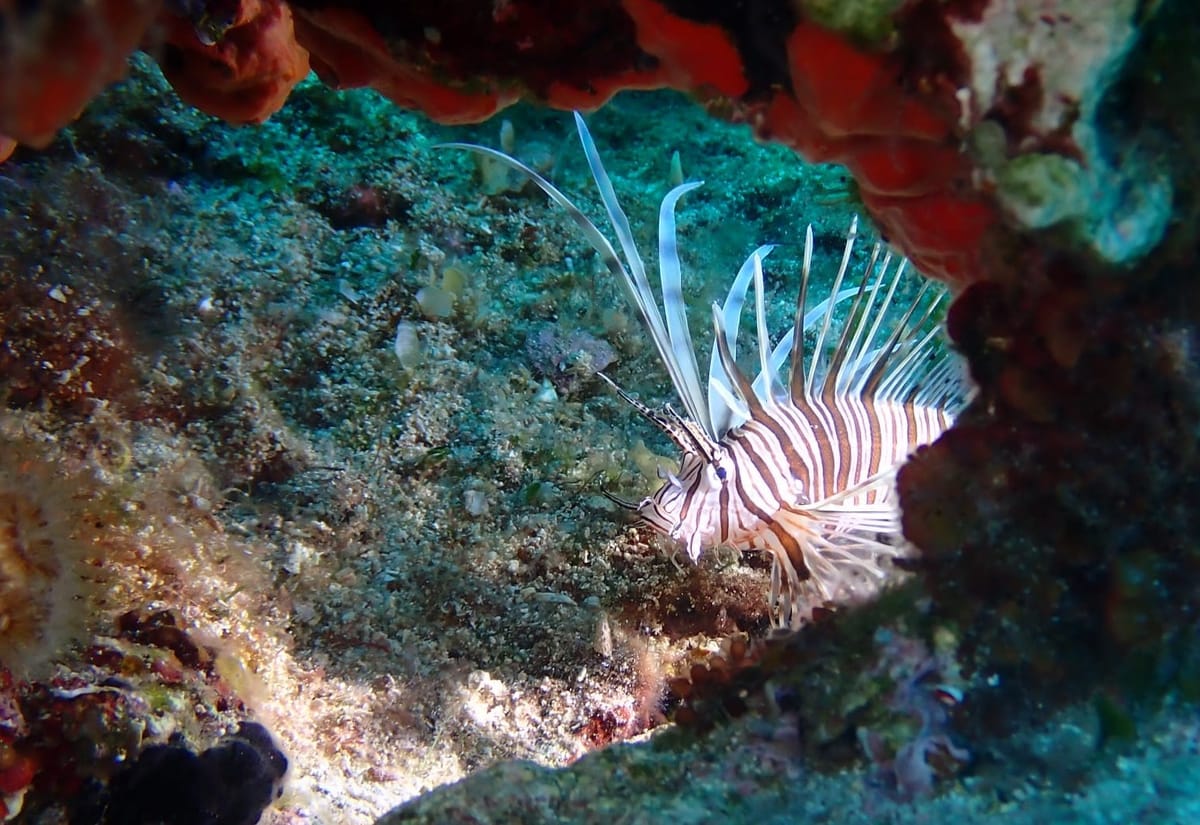 TRAŽE SE DONATORI Pokrenuta nagradna igra s ciljem uklanjanja invazivne vatrenjače iz Jadrana: "Podvodni ribolovci, ovo se odnosi na vas!"