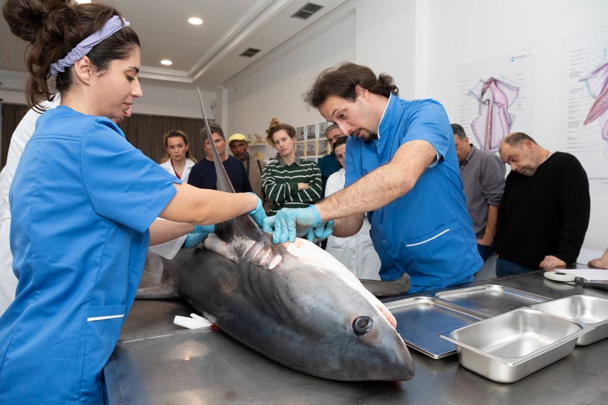 Kada društvene mreže postanu „znanost“ – Zašto je točnost ključna za očuvanje morskih pasa?