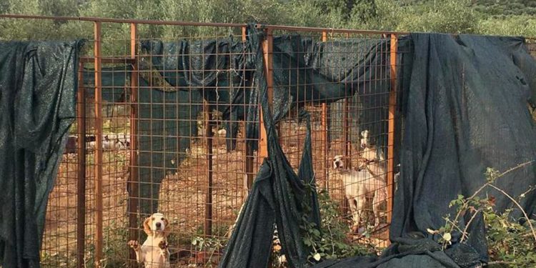 ZLOSTAVLJANJE ŽIVOTINJA ?! Otočanka: "U brdima iznad Cresa, izolirani u kavezima ovi psi čekaju buru i minuse!"