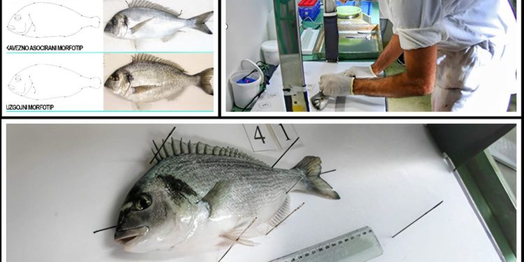 ZNATE LI RAZLIKU? Institut za oceanografiju pojašnjava kako razlikovati divlju od uzgojene ribe