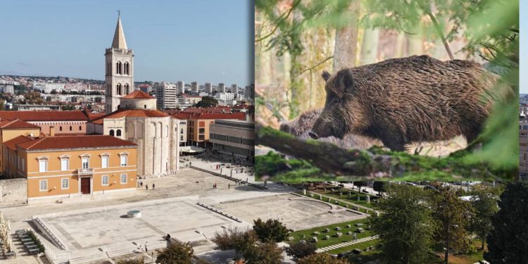 Zadarska županija i Grad Zadar kreću u borbu protiv najezde divljih svinja