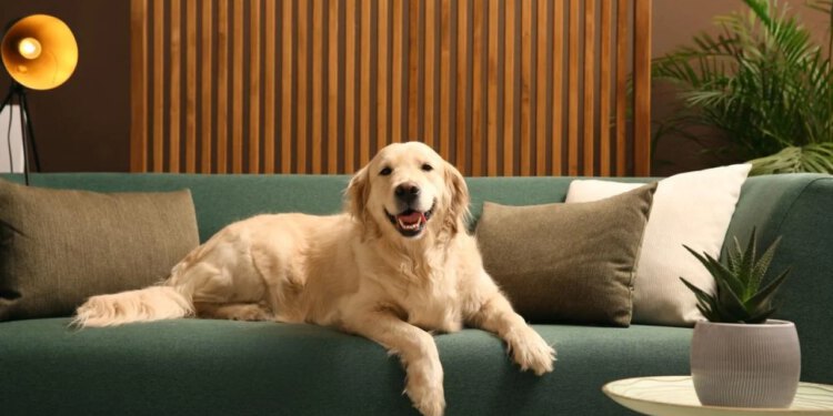 Želite uštedjeti nešto eura i nabaviti psa iz susjedne države? Evo zašto to nije pametno