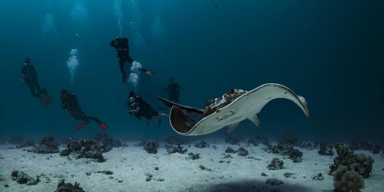 Znanstvenici Instituta za oceanografiju snimili kako zvuče ribe u južnom Jadranu!
