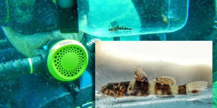 Znate li razliku između stvarne rijetkosti i prividne rijetkosti morskih riba?