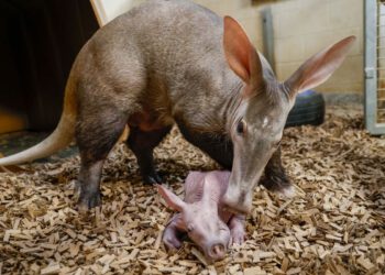 Zoološki vrt u Nashvilleu dočekuje izuzetno rijetko mladunče mrtvaca