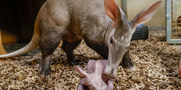 Zoološki vrt u Nashvilleu dočekuje izuzetno rijetko mladunče mrtvaca