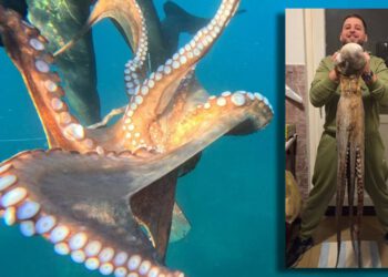 VIDEO Splićanin uhvatio krakena kod Hvara: "Borba je trajala 20 minuta, velika je gotovo kao i ja!"