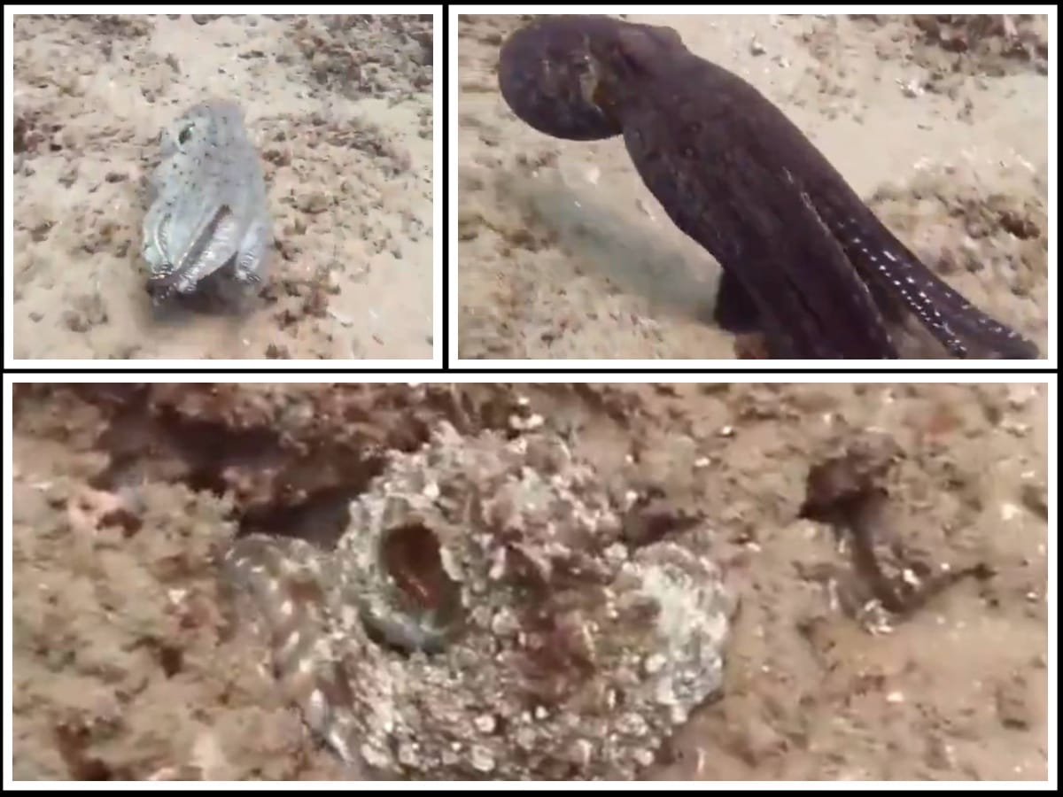 VIDEO Splićanin uhvatio krakena kod Hvara: "Borba je trajala 20 minuta, velika je gotovo kao i ja!"