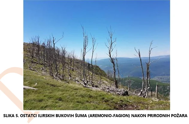 Pločno