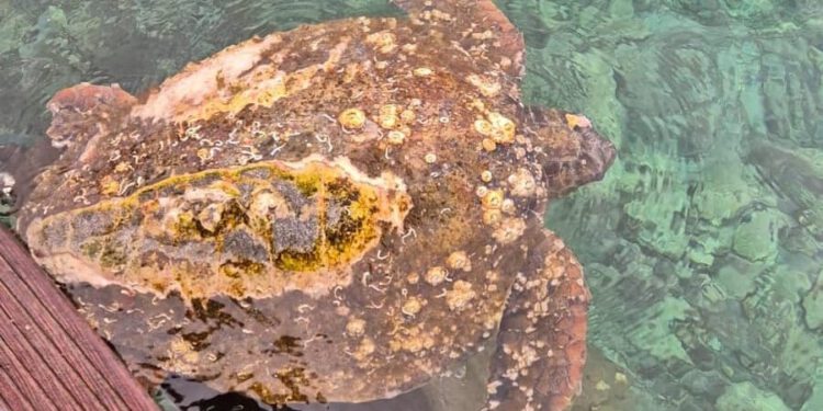 Dvije glavate želve nakon olujnog nevremena spašene na Lastovu