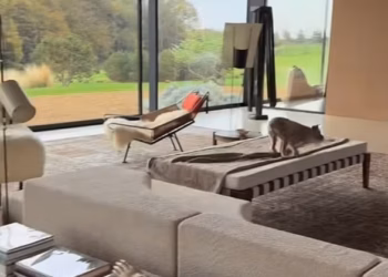 Ellen DeGeneres ‘kupila je vilu za 27 milijuna dolara’ u Montecitu nakon što je ‘propustila’ SAD… godinu dana nakon što se preselila u Englesku kako bi pobjegla od Donalda Trumpa