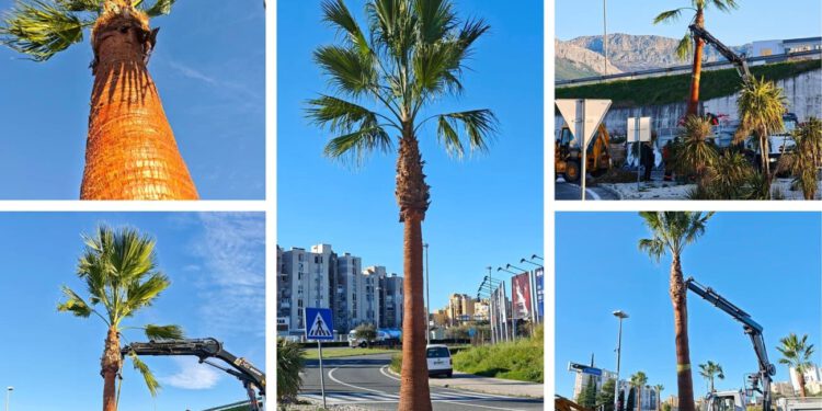 FOTOGALERIJA Velika novost u Splitu! Na petlji Poljička – ZNG posađene washingtonije: Parkovi i nasadi najavljuju nove “foto pointe” Splita