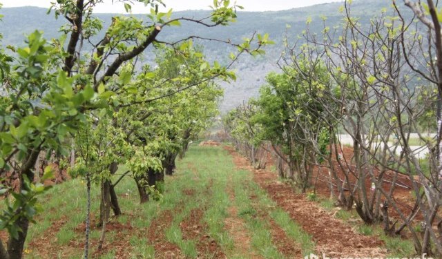 Grad Mostar objavio javni poziv za zakup državnog poljoprivrednog zemljišta