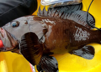 Haifska kirnja, riba južnog Mediterana i istočnog Atlantika, ulovljena u Veloluškoj vali