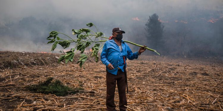 How brutal wildfires, violent rivalries and controversial reforestation are transforming rural Mexico