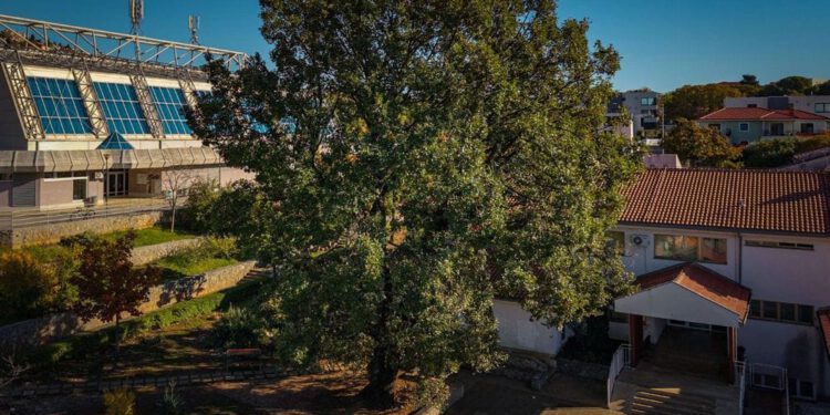 Hrvatski je predstavnik Kostrenski hrast