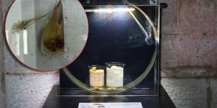 Hrvatski znanstvenici skeniranjem DNA pronašli perisku koju parazit ne ugrožava!