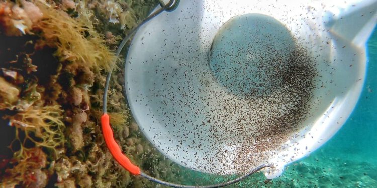 INSTITUT ZA OCEANOGRAFIJU I RIBARSTVO Puštanje paraličinki hobotnice u more: “Možemo li more obnoviti?”
