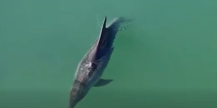 Jeste li ga vidjeli? Dobri dupin zalutao u rijeku Jadro