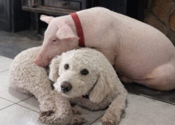 Kraj drame, praščić Gucci se vratio kući u Makarsku. “Oteli” ga Imoćani