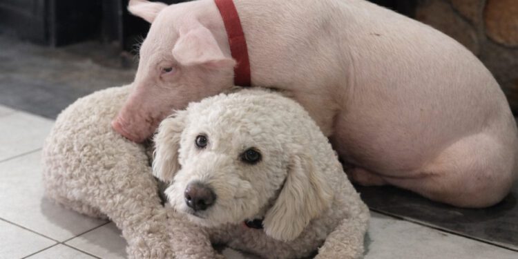 Kraj drame, praščić Gucci se vratio kući u Makarsku. “Oteli” ga Imoćani