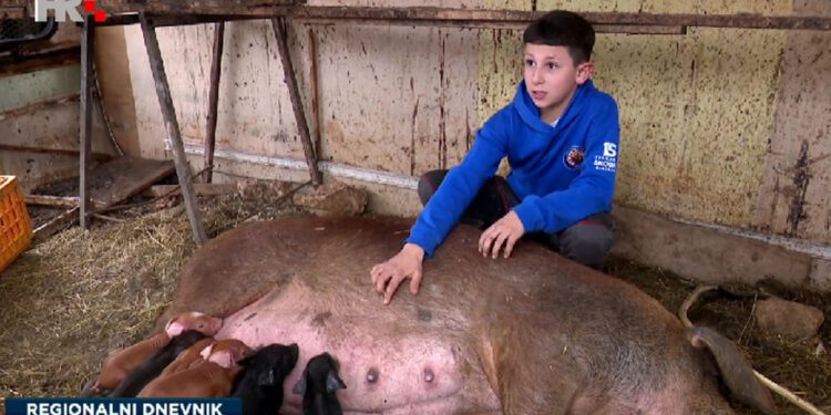 Luka (11) je najmlađi svinjogojac u Hrvatskoj. Planira proširiti farmu