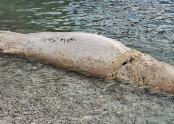Morski gorostas se nasukao na Visu: ‘Naletjeli smo na beštiju, ima 5, 6 metara’