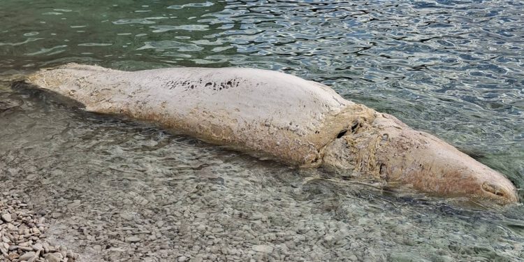 Morski gorostas se nasukao na Visu: ‘Naletjeli smo na beštiju, ima 5, 6 metara’