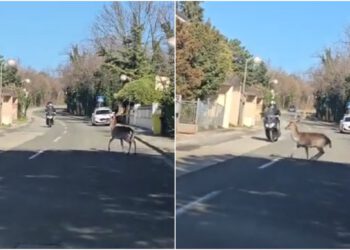 Nadrealne scene na Pantovčaku: Jelen trčao cestom pa srušio motociklista, objavljena luda snimka