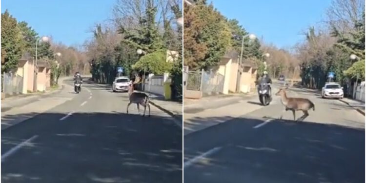 Nadrealne scene na Pantovčaku: Jelen trčao cestom pa srušio motociklista, objavljena luda snimka
