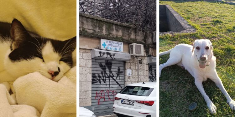 Nema više doktora Vanda na Bačvicama! Na rubu grada otvorena bolnica za ljubimce, evo tko je sve otišao na Dračevac