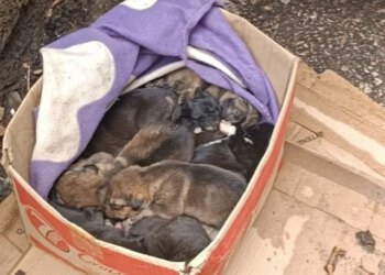 Netko je u Mostaru ostavio 9 tek rođenih štenaca, aktivisti traže pomoć svih građana