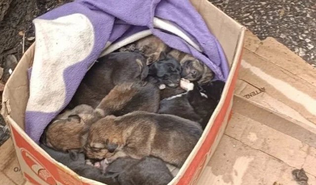 Netko je u Mostaru ostavio 9 tek rođenih štenaca, aktivisti traže pomoć svih građana