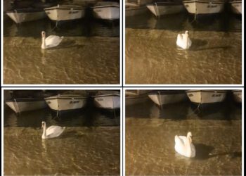 PRVI RED U MORU Nakon novih poplava jedan je labud zaplivao rivom u Šibeniku