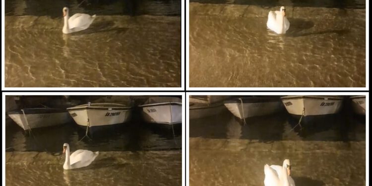 PRVI RED U MORU Nakon novih poplava jedan je labud zaplivao rivom u Šibeniku