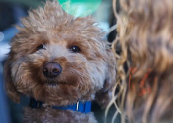 Psa napuštenog na check-inu u zračnoj luci usvojio je policajac koji ga je spasio | Vijesti