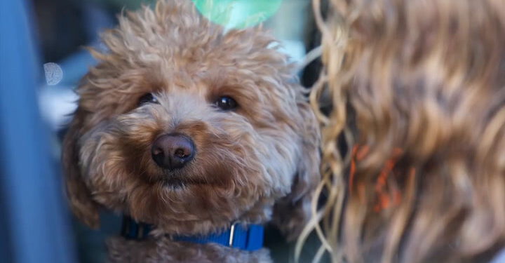 Psa napuštenog na check-inu u zračnoj luci usvojio je policajac koji ga je spasio | Vijesti