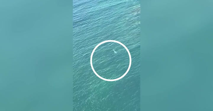 Ronioci bježe dok 4,5 m velika bijela morska psina kruži metrima dalje | Vijesti