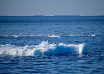 Soj ptičje gripe koji hara Antarktikom u stanju je pobiti svu zaraženu faunu