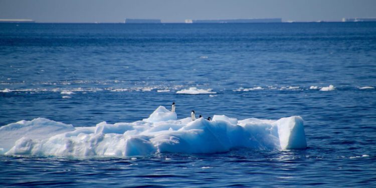 Soj ptičje gripe koji hara Antarktikom u stanju je pobiti svu zaraženu faunu