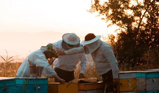 Stroža pravila za med u BiH zbog pojave lažnih proizvoda