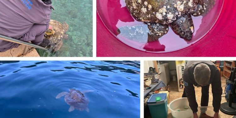 Svaka čast, dobri ljudi! Nevrijeme izbacilo dvije ozlijeđene želve na Lastovo. Prebačene trajektom u Split veterinaru na liječenje