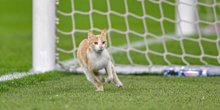 Svjetski dan mačaka: 10 vratara nazvanih ovim putem